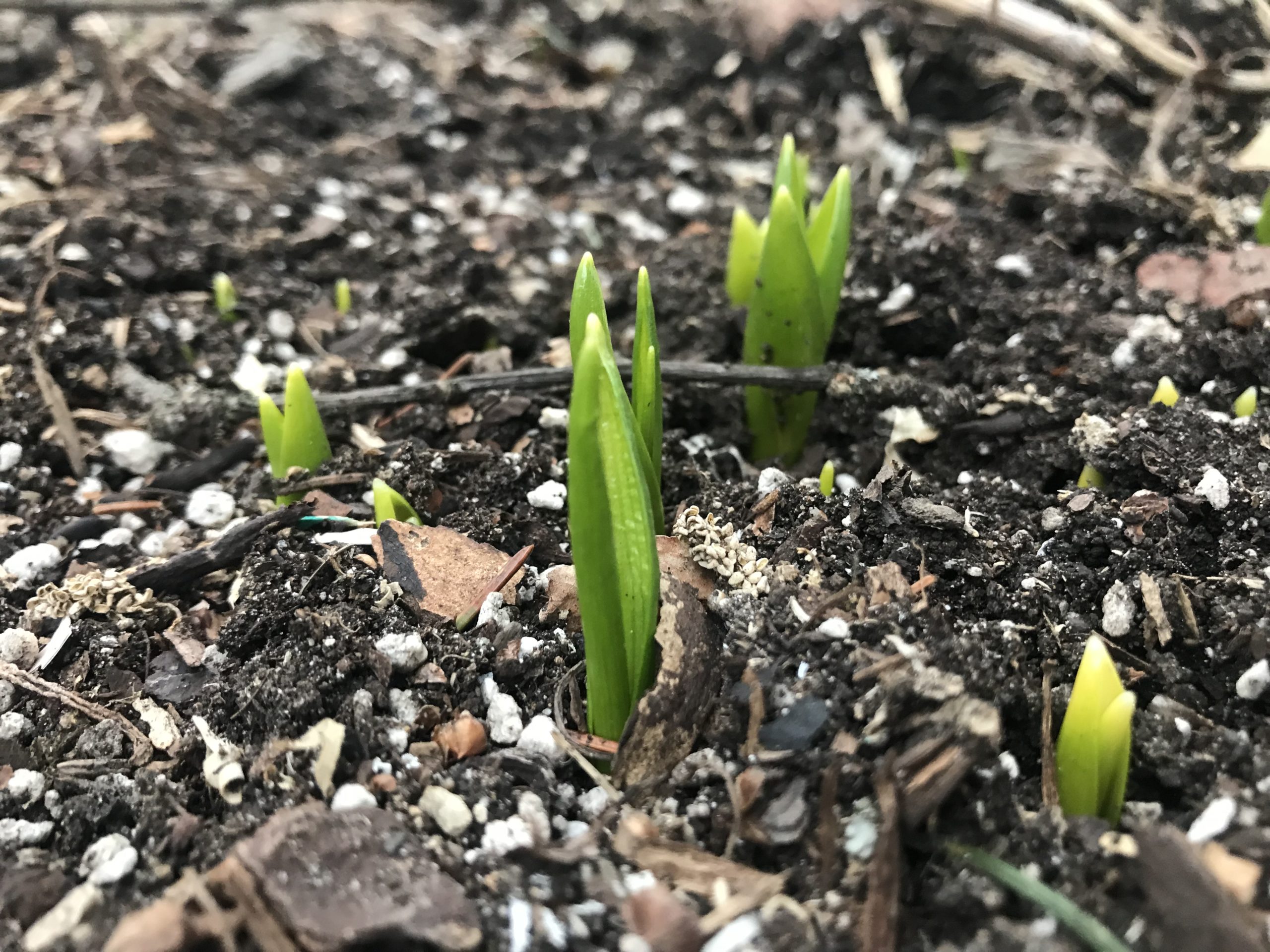 Believing in New Shoots